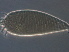  (Aculops sp. AH28 - AH28-1)  @11 [ ] CreativeCommons - Attribution Non-Commercial Share-Alike (2020) Unspecified Nanjing Agriculture university