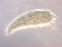  ( - SC5-2)  @11 [ ] CreativeCommons - Attribution Non-Commercial Share-Alike (2020) Unspecified Nanjing Agriculture university