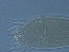  ( - SC8-1)  @11 [ ] CreativeCommons - Attribution Non-Commercial Share-Alike (2020) Unspecified Nanjing Agriculture university