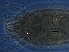  (Phyllocoptruta platyclada - S138-2)  @11 [ ] CreativeCommons - Attribution Non-Commercial Share-Alike (2020) Unspecified Nanjing Agriculture university