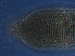  ( - S138-1)  @11 [ ] CreativeCommons - Attribution Non-Commercial Share-Alike (2020) Unspecified Nanjing Agriculture university
