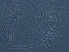  (Aculops sp. AH31 - AH31-1)  @11 [ ] CreativeCommons - Attribution Non-Commercial Share-Alike (2020) Unspecified Nanjing Agriculture university