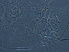  ( - AH31-2)  @11 [ ] CreativeCommons - Attribution Non-Commercial Share-Alike (2020) Unspecified Nanjing Agriculture university