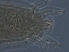  ( - SC7B-2)  @11 [ ] CreativeCommons - Attribution Non-Commercial Share-Alike (2020) Unspecified Nanjing Agriculture university
