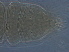  ( - SC7B-2)  @11 [ ] CreativeCommons - Attribution Non-Commercial Share-Alike (2020) Unspecified Nanjing Agriculture university