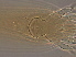  (Stenacis thunbergii - HN236-1)  @11 [ ] CreativeCommons - Attribution Non-Commercial Share-Alike (2020) Unspecified Nanjing Agriculture university