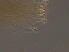  ( - HN236-1)  @11 [ ] CreativeCommons - Attribution Non-Commercial Share-Alike (2020) Unspecified Nanjing Agriculture university