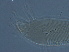  (Tegolophus hunanensis - L11-1)  @11 [ ] CreativeCommons - Attribution Non-Commercial Share-Alike (2020) Unspecified Nanjing Agriculture university