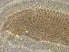  ( - AH11-1)  @11 [ ] CreativeCommons - Attribution Non-Commercial Share-Alike (2020) Unspecified Nanjing Agriculture university