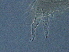  ( - S136R-2)  @11 [ ] CreativeCommons - Attribution Non-Commercial Share-Alike (2020) Unspecified Nanjing Agriculture university