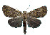  ( - ERILMC-168)  @11 [ ] No Rights Reserved (2018) Entomology Research Institute ENTOMOLOGY RESEARCH INSTITUTE, LOYOLA COLLEGE