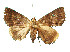  ( - ERILMC-169)  @11 [ ] No Rights Reserved (2018) Entomology Research Institute ENTOMOLOGY RESEARCH INSTITUTE, LOYOLA COLLEGE