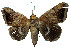 ( - ERILMC-072)  @11 [ ] No Rights Reserved (2018) Unspecified ENTOMOLOGY RESEARCH INSTITUTE, LOYOLA COLLEGE