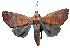  (Rusicada privata - ERILMC-033)  @11 [ ] No Rights Reserved (2018) Unspecified ENTOMOLOGY RESEARCH INSTITUTE, LOYOLA COLLEGE