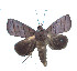  ( - ERILMC-103)  @11 [ ] No Rights Reserved (2018) Unspecified ENTOMOLOGY RESEARCH INSTITUTE, LOYOLA COLLEGE