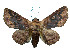  (Pericyma glaucinans - ERILMC-122)  @14 [ ] No Rights Reserved (2018) Unspecified ENTOMOLOGY RESEARCH INSTITUTE, LOYOLA COLLEGE