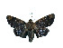  ( - ERILMC-090)  @11 [ ] No Rights Reserved (2018) Unspecified ENTOMOLOGY RESEARCH INSTITUTE, LOYOLA COLLEGE