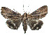  ( - ERILMC-111)  @14 [ ] No Rights Reserved (2018) Unspecified ENTOMOLOGY RESEARCH INSTITUTE, LOYOLA COLLEGE