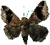  ( - ERILMC-058)  @13 [ ] No Rights Reserved (2018) Unspecified ENTOMOLOGY RESEARCH INSTITUTE, LOYOLA COLLEGE