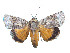  ( - ERILMC-140)  @11 [ ] No Rights Reserved (2018) Unspecified ENTOMOLOGY RESEARCH INSTITUTE, LOYOLA COLLEGE