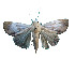  ( - ERILMC-151)  @11 [ ] No Rights Reserved (2018) Unspecified ENTOMOLOGY RESEARCH INSTITUTE, LOYOLA COLLEGE