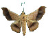  ( - ERILMC-152)  @11 [ ] No Rights Reserved (2018) Unspecified ENTOMOLOGY RESEARCH INSTITUTE, LOYOLA COLLEGE