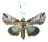  ( - ERILMC-156)  @15 [ ] No Rights Reserved (2018) Unspecified ENTOMOLOGY RESEARCH INSTITUTE, LOYOLA COLLEGE