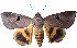  ( - ERILMC-038)  @14 [ ] No Rights Reserved (2018) Unspecified ENTOMOLOGY RESEARCH INSTITUTE, LOYOLA COLLEGE