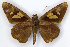  (Erionota acroleucus - MJC_573)  @11 [ ] CC-BY-NC (2022) M.J.W. Cock Unspecified