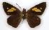 (Erionota mindana - MC_329)  @11 [ ] CC-BY-NC (2021) Matthew J.W. Cock Revert to BOLD