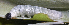  ( - MJC_52)  @11 [ ] CC-BY-NC (2021) Matthew J.W. Cock Revert to BOLD