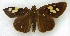  ( - MJC84)  @11 [ ] CC-BY-NC (2021) Matthew J.W. Cock Revert to BOLD