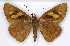  ( - MJC2016_006)  @11 [ ] CC-BY-NC (2021) Matthew J.W. Cock Revert to BOLD