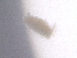  ( - BIOUG51088-A10)  @11 [ ] CreativeCommons - Attribution (2019) CBG Photography Group Centre for Biodiversity Genomics