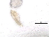  ( - BIOUG51088-B02)  @11 [ ] CreativeCommons - Attribution (2019) CBG Photography Group Centre for Biodiversity Genomics