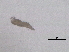 ( - BIOUG51088-C03)  @11 [ ] CreativeCommons - Attribution (2019) CBG Photography Group Centre for Biodiversity Genomics