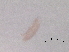  (Aculus sp. Q358 - BIOUG51088-C10)  @11 [ ] CreativeCommons - Attribution (2019) CBG Photography Group Centre for Biodiversity Genomics