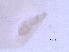  ( - BIOUG51088-D08)  @11 [ ] CreativeCommons - Attribution (2019) CBG Photography Group Centre for Biodiversity Genomics