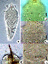  ( - SC11-2)  @11 [ ] CreativeCommons - Attribution Non-Commercial Share-Alike (2020) Unspecified Nanjing Agriculture university