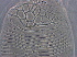 ( - FJ20-1)  @11 [ ] CreativeCommons - Attribution Non-Commercial Share-Alike (2021) Unspecified Nanjing Agriculture university