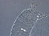  ( - Z401-3)  @11 [ ] CreativeCommons - Attribution Non-Commercial Share-Alike (2020) Unspecified Nanjing Agriculture university