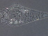  (Aculops sp. Z399 - NJAU-Z399-1)  @11 [ ] CreativeCommons - Attribution Non-Commercial Share-Alike (2020) Unspecified Nanjing Agriculture university