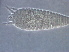  (Aculops sp. CA47 - BIOUG59201-C10)  @11 [ ] CreativeCommons - Attribution Non-Commercial Share-Alike (2020) Unspecified Nanjing Agriculture university