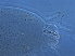  (Proartacris - GZ37-2)  @11 [ ] CreativeCommons - Attribution Non-Commercial Share-Alike (2020) Unspecified Nanjing Agriculture university