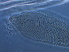  (Neotetra - S125-2)  @11 [ ] CreativeCommons - Attribution Non-Commercial Share-Alike (2020) Unspecified Nanjing Agriculture university