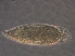  ( - SD6-3)  @11 [ ] CreativeCommons - Attribution Non-Commercial Share-Alike (2020) Unspecified Nanjing Agriculture university