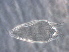  (Asetacus - Z402-1)  @11 [ ] CreativeCommons - Attribution Non-Commercial Share-Alike (2020) Unspecified Nanjing Agriculture university
