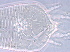  (Neometaculus - kk9-2)  @11 [ ] CreativeCommons - Attribution Non-Commercial Share-Alike (2020) Unspecified Nanjing Agriculture university