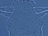  (Tegolophus sp. HEN12 - NJAU-HEN12-2)  @11 [ ] CreativeCommons - Attribution Non-Commercial Share-Alike (2020) Unspecified Nanjing Agriculture university