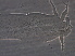 (Phytoptidae - NJAU-SD23-1)  @11 [ ] CreativeCommons - Attribution Non-Commercial Share-Alike (2020) Unspecified Nanjing Agriculture university